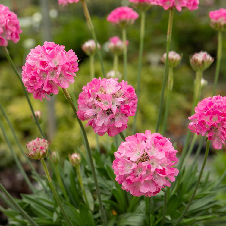 Armeria 'Dreameria Daydream'