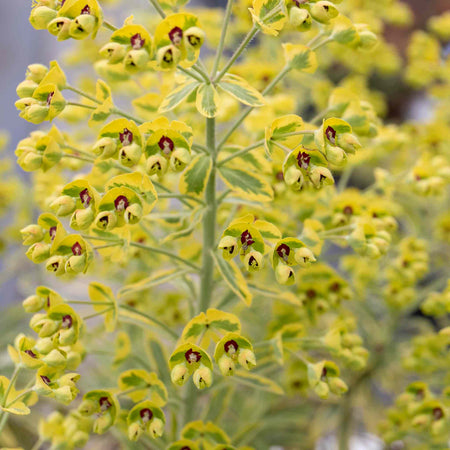 Euphorbia 'Martinii Ascot Rainbow'