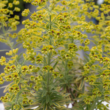 Euphorbia 'Martinii Ascot Rainbow'