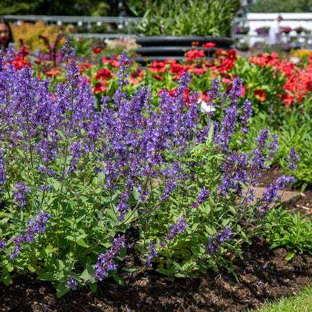 Nepeta 'Whispurr Blue'