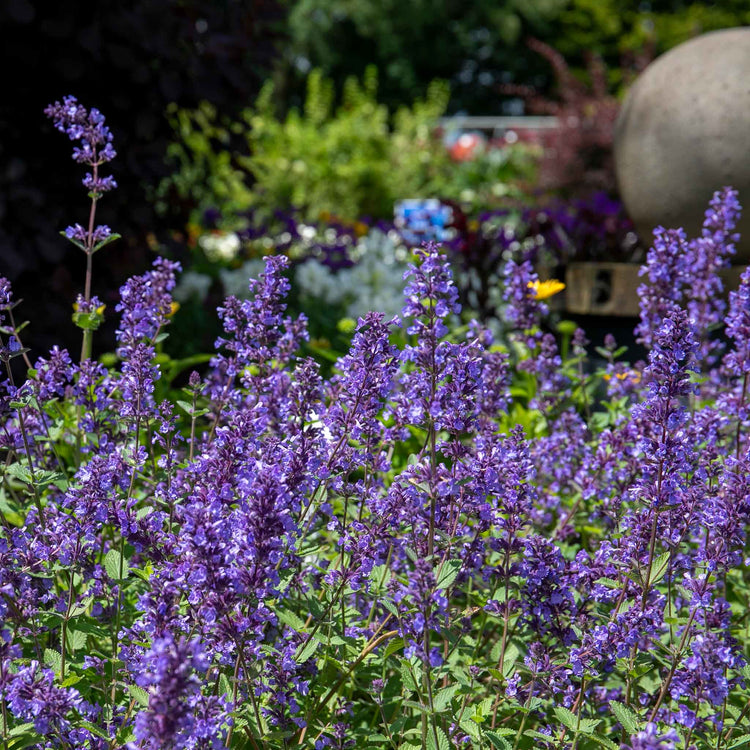 Nepeta 'Whispurr Blue'