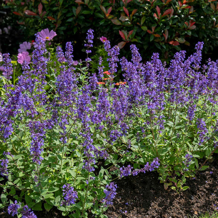 Nepeta 'Whispurr Blue'