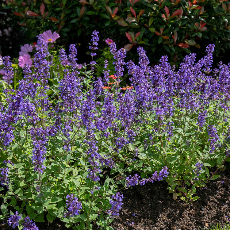 Nepeta 'Whispurr Blue'