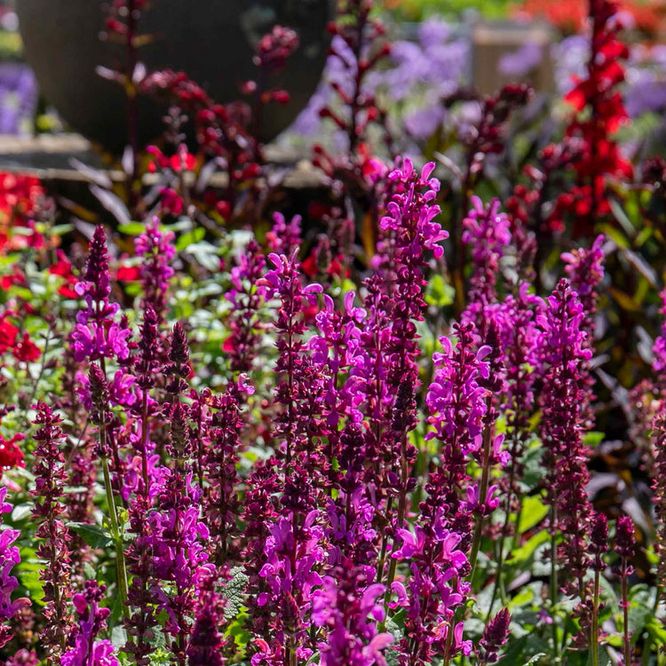 Salvia 'Nemerosa Rose Marvel'