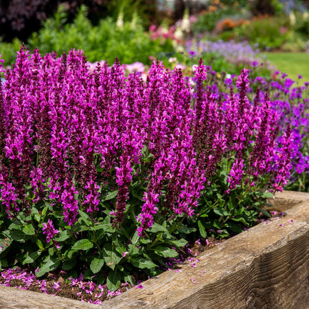 Salvia 'Nemerosa Rose Marvel'