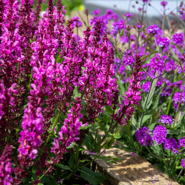 Salvia 'Nemerosa Rose Marvel'