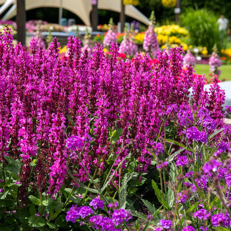 Salvia 'Nemerosa Rose Marvel'