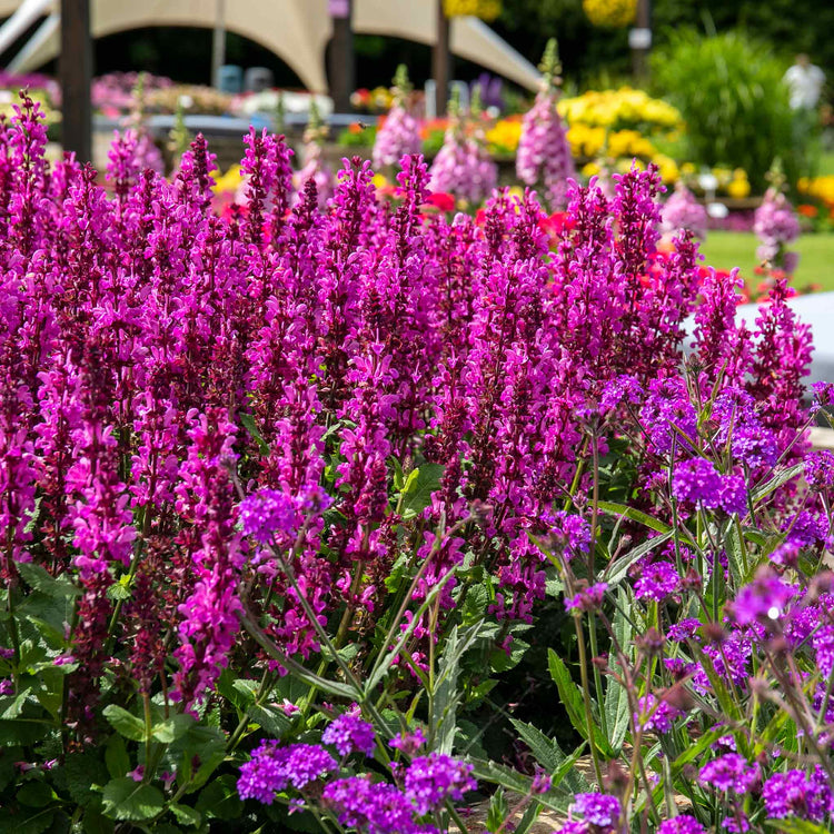 Salvia 'Nemerosa Rose Marvel'