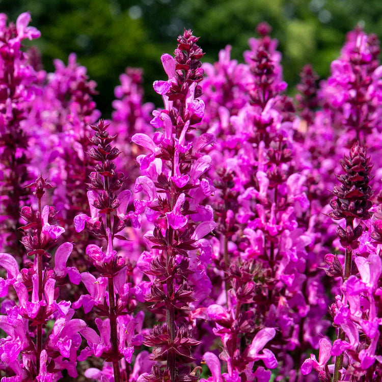 Salvia 'Nemerosa Rose Marvel'