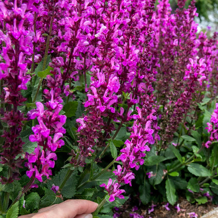 Salvia 'Nemerosa Rose Marvel'