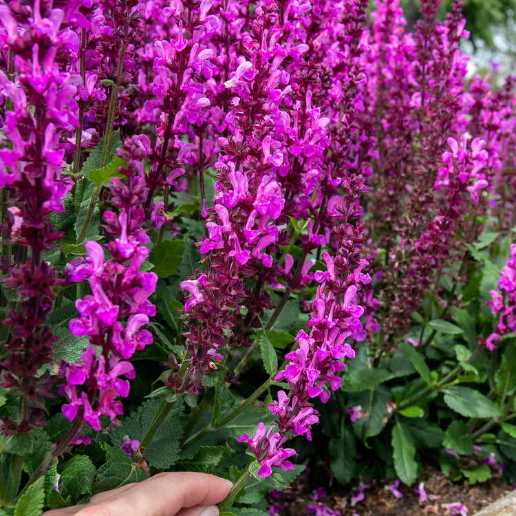Salvia 'Nemerosa Rose Marvel'