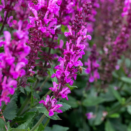 Salvia 'Nemerosa Rose Marvel'