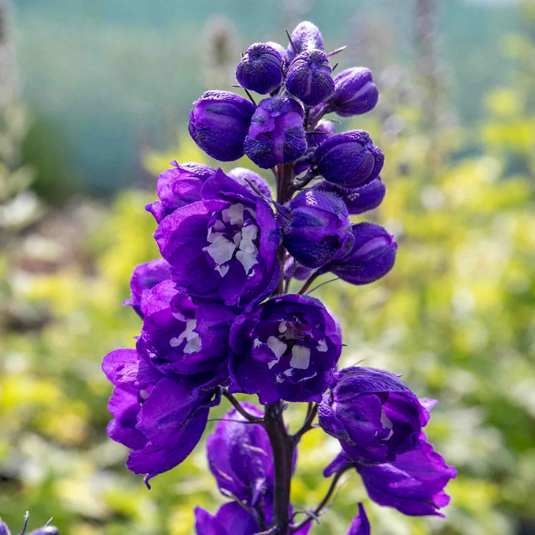 Delphinium 'Magic Fountains Dark Blue White Bee'