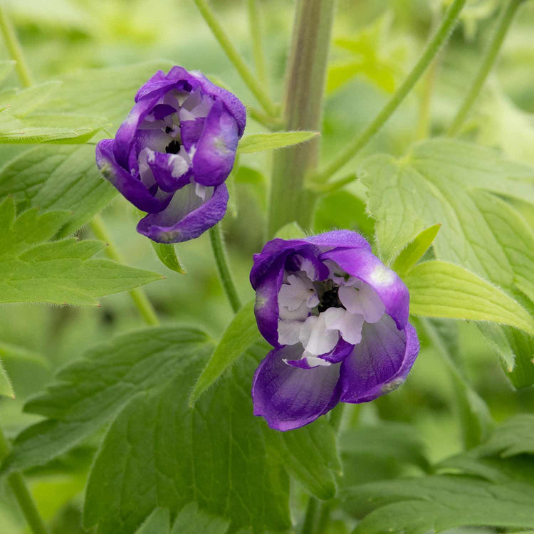 Delphinium 'Magic Fountains Dark Blue White Bee'