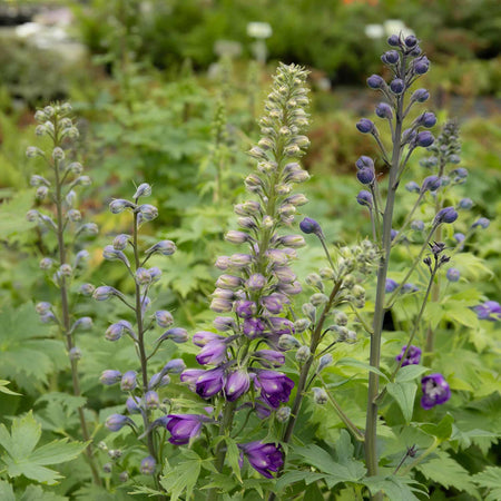 Delphinium 'Magic Fountains Dark Blue White Bee'