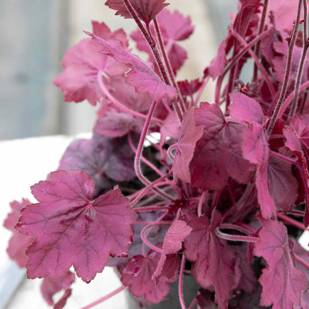 Heuchera 'Wild Rose'