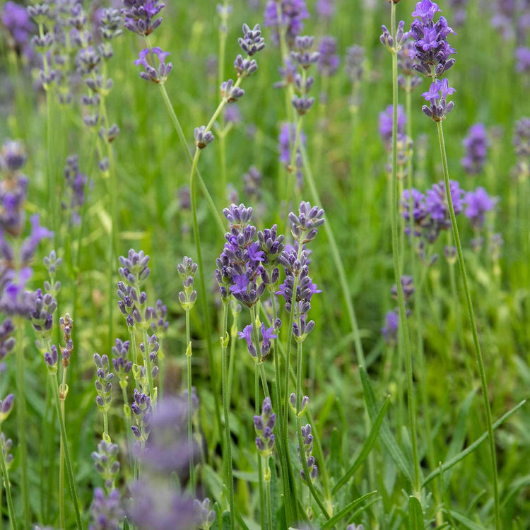 Lavender Seeds 'Munstead Strain Flower'
