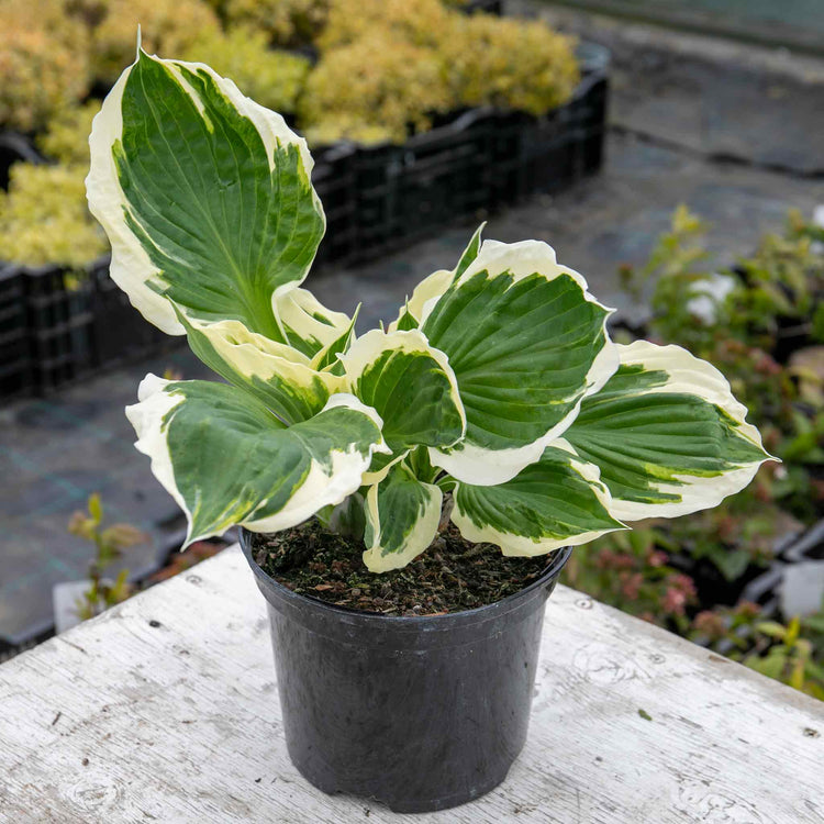 Hosta 'Patriot'