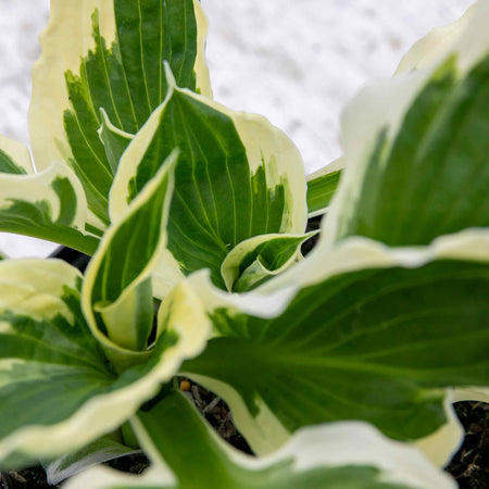 Hosta 'Patriot'
