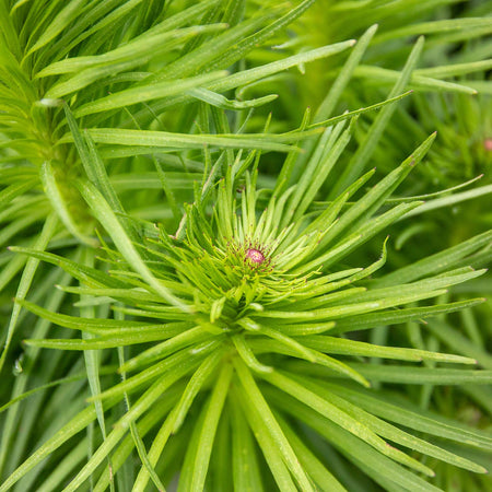 Liatris 'Spicata'