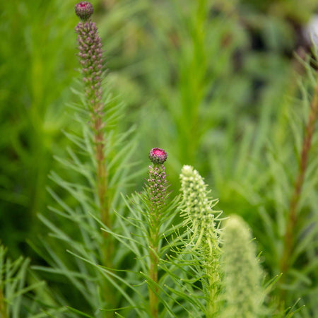Liatris 'Spicata'