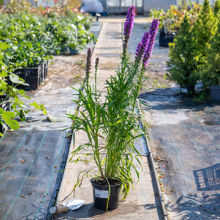Liatris 'Spicata'