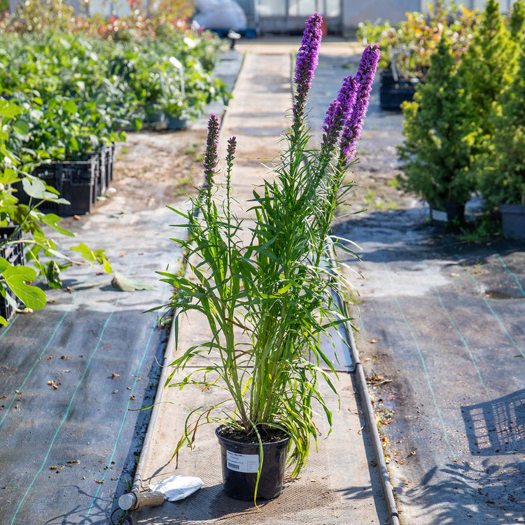 Liatris 'Spicata'
