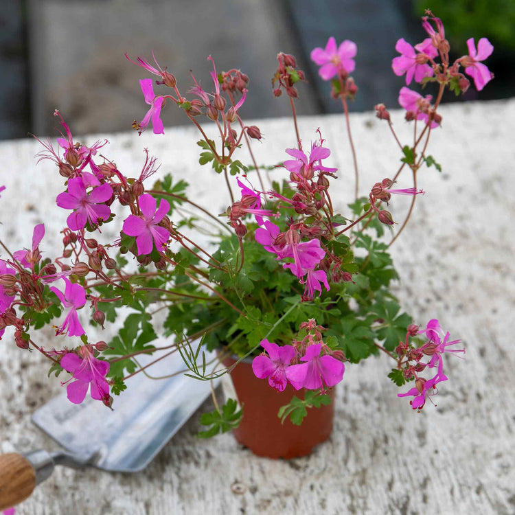 Geranium 'Intense'