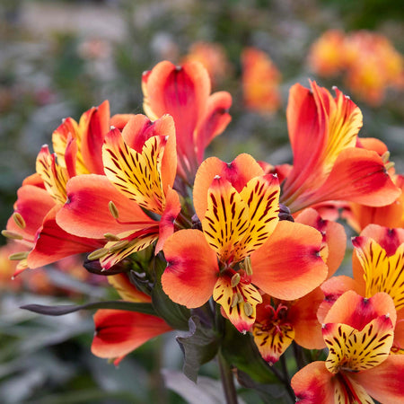 Alstroemeria 'Indian Summer'