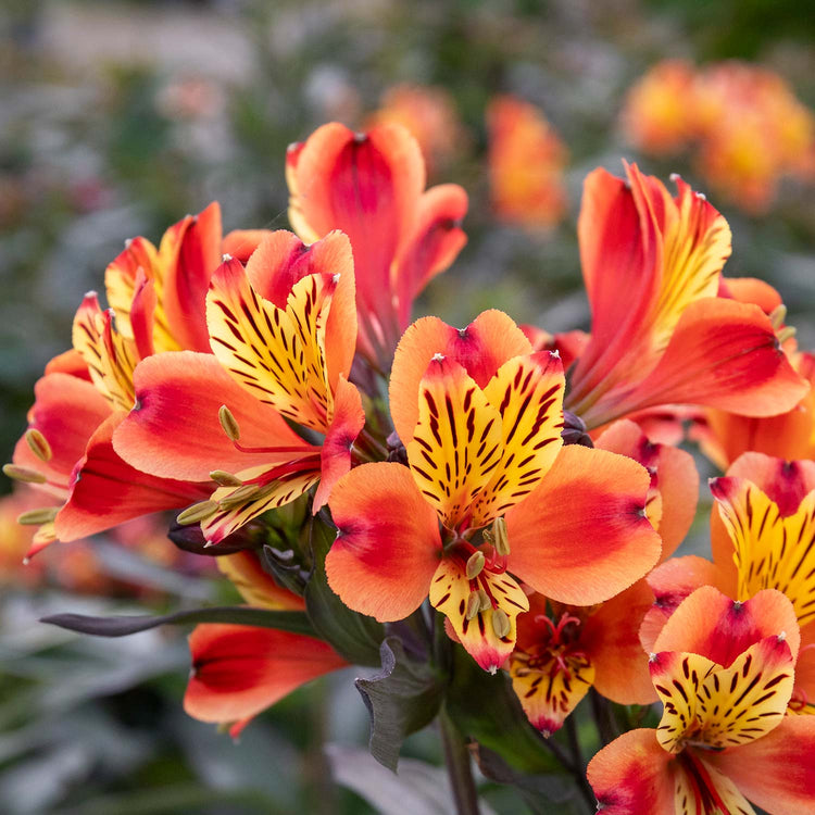 Alstroemeria 'Indian Summer'