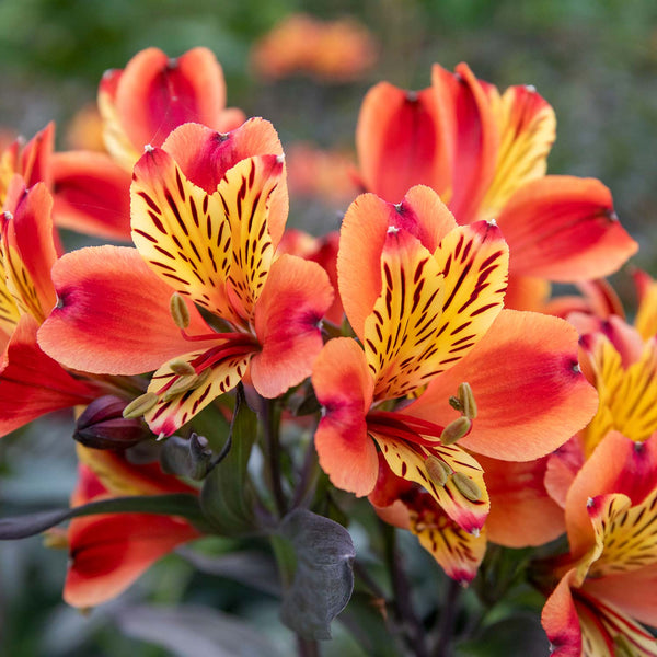 Alstroemeria 'Indian Summer'
