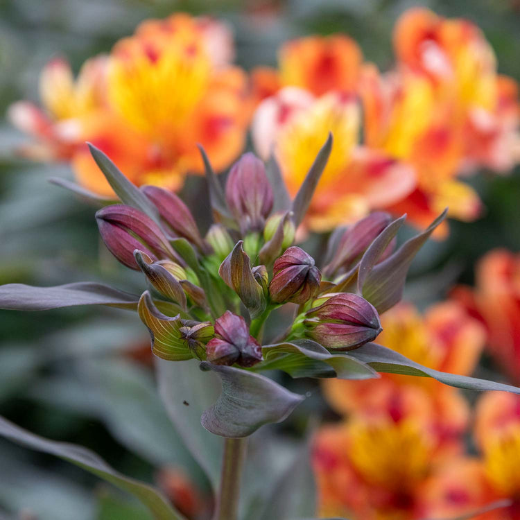Alstroemeria 'Indian Summer'