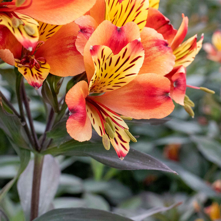 Alstroemeria 'Indian Summer'