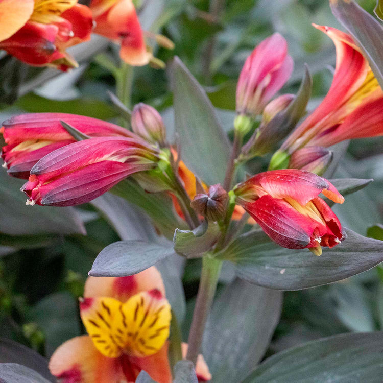 Alstroemeria 'Indian Summer'