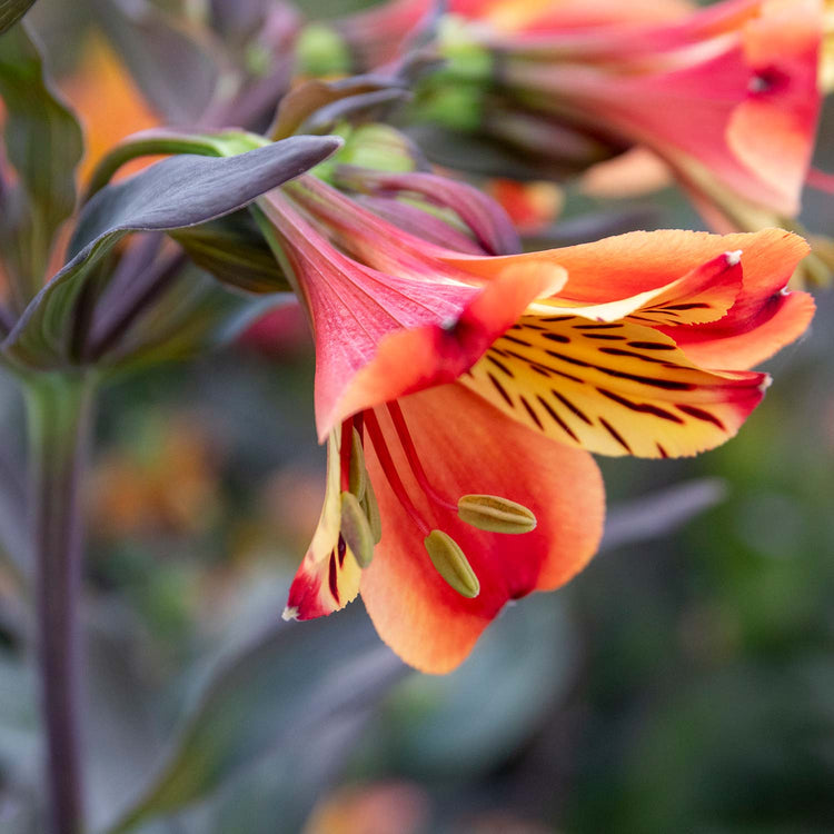 Alstroemeria 'Indian Summer'