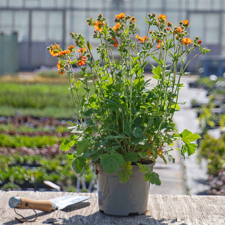 Geum 'Totally Tangerine'