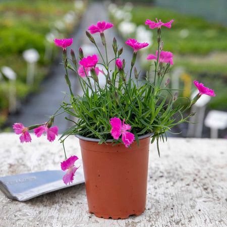 Dianthus 'Kahori'
