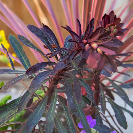 Euphorbia 'Miners Merlot'