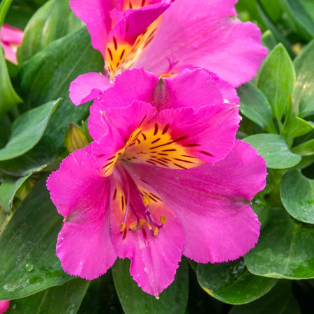 Alstroemeria 'Inticancha Sunstar'