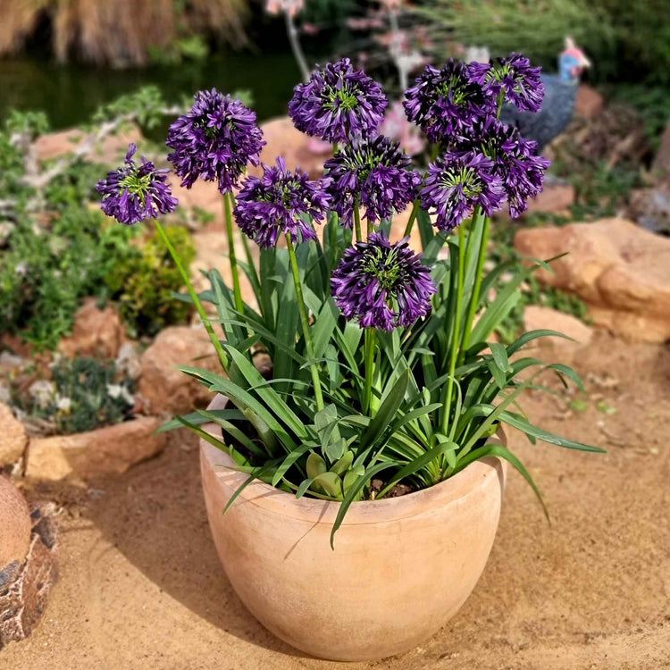 Agapanthus 'Blackjack'