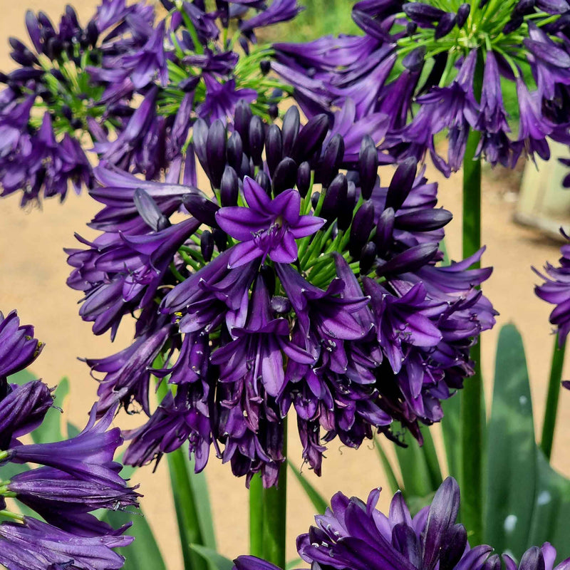 Agapanthus 'Blackjack'