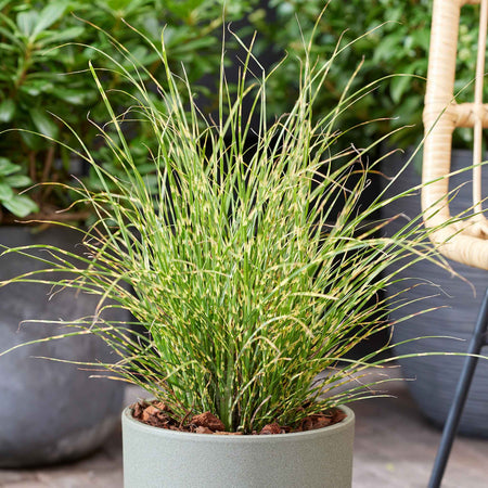 Miscanthus 'Little Tiger'