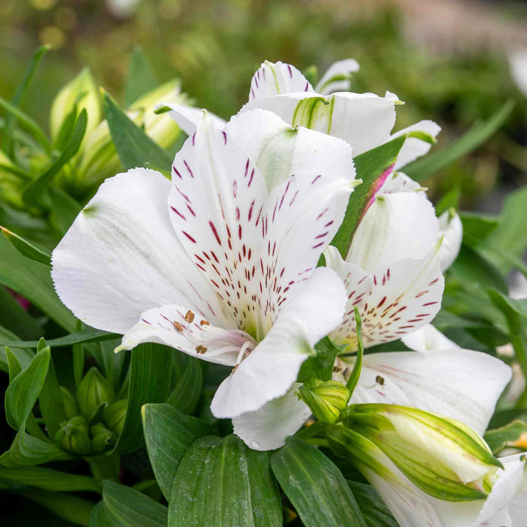 Alstroemeria 'Inticancha White Magic'