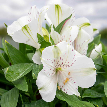 Alstroemeria 'Inticancha White Magic'
