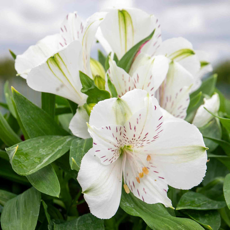 Alstroemeria 'Inticancha White Magic'