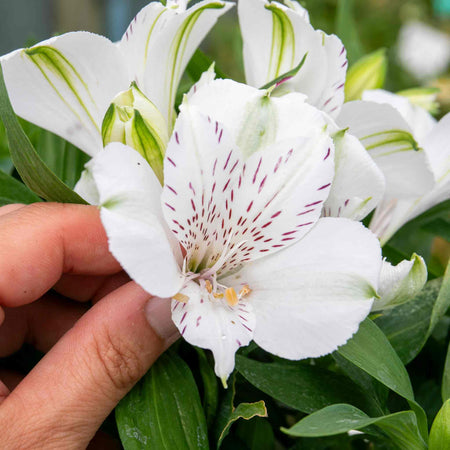 Alstroemeria 'Inticancha White Magic'