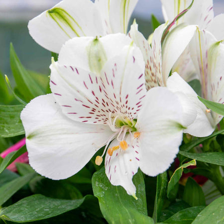 Alstroemeria 'Inticancha White Magic'