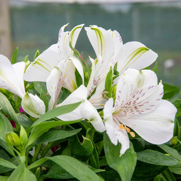 Alstroemeria 'Inticancha White Magic'