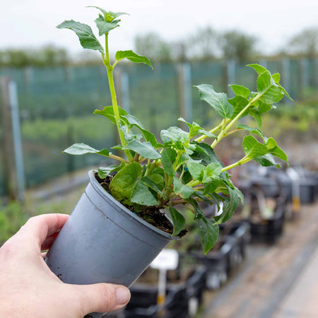 Fuchsia Hardy 'Garden News'