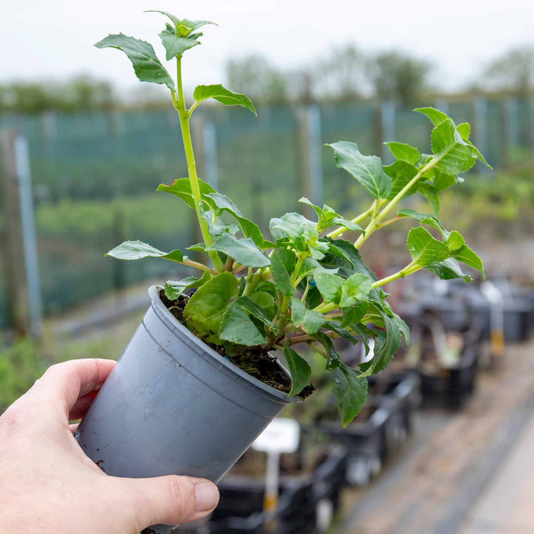 Fuchsia Hardy 'Garden News'